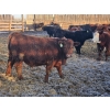 Image 9 : C.O. Johnson & Sons Ranches - 832# March Delivery Steers - 107 Head (Scandia, AB) VBP+