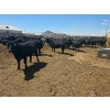 Image 2 : M.S. MacLean Livestock - 1000# May Delivery Steers - 78 Head (Coaldale, AB)