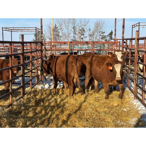 Red Deer Feeder Association Ltd. - 4 Heifers (Pen 135)