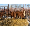 Image 1 : Red Deer Feeder Association Ltd. - 4 Heifers (Pen 135)