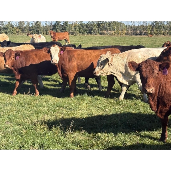 Avos Farms - 940# October Delivery Grass Heifers - 120 Head (MacKay, AB)