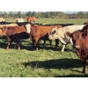 Image 1 : Avos Farms - 940# October Delivery Grass Heifers - 120 Head (MacKay, AB)