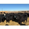Image 10 : East Wind Farms - 950# February Delivery Steers - 75 Head (High River, AB)