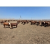 Image 6 : Ripple Rock Ranch - 750# June Delivery Heifers - 82 Head (Fincastle, AB)