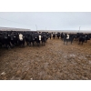 Image 5 : Ripple Rock Ranch - 820# January Delivery Steers - 260 Head (Fincastle, AB)