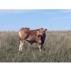 Image 4 : Oasis Ranching - 580# October Delivery Steer Calves - 88 Head (Oyen, AB)
