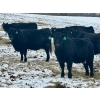 Image 2 : MG Cattle Co. Ltd. - 43 Oct/Nov Delivery Black/BBF Simm X Angus 2nd Calvers (Sangudo, AB)
