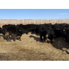 Image 6 : Hegedys Ranching - 1030# January Delivery Steers - 62 Head (Acme, AB)