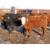Image 3 : Bezan Cattle Corporation - 675# April Delivery Steers - 80 Head (Midale, SK)