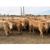Image 2 : Williamson Farms - 925# February Delivery Heifers - 292 Head (Bow City, AB)