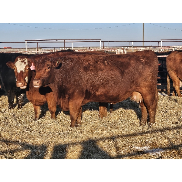 Douglass Agro - 3 Black 2nd Calvers (Pen 520)