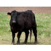 Image 12 : Kyle Torkelson - 10 Black 1st Calf Pairs (Millicent, AB)