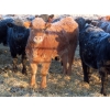 Image 4 : Hockridge Farms Ltd. - 770# March Delivery Heifers - 156 Head (Dauphin, MB)