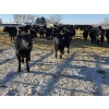 Image 12 : Cattlewood Farms Ltd. - 780# February Delivery Heifers - 156 Head (Vauxhall, AB)