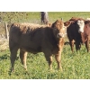 Image 3 : Squaw Valley Ranch - 730# October Delivery Heifer Calves - 80 Head (Lumby, BC)