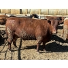 Image 3 : Cunningham Cattle Co. - 1750# Fed Cows - 36 Head (Sundre, AB)