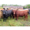 Image 4 : Taylor Enterprises Inc. - 920# September Grass Steers - 53 Head (Wawota, SK)
