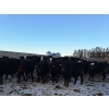 Image 5 : Four Harts Cattle Co. - 910# March Delivery Steers - 134 Head (Vermilion, AB)