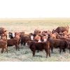 Image 2 : Twisted T Cattle Co. - 485# November Delivery Steer Calves - 110 Head (Carievale, SK)