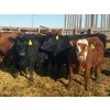 Image 6 : Van Hall Cattle Co. - 930# April Delivery Steers - 185 Head (Scandia, AB)