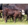 Image 11 : Calvin Rydzik - 625# November Delivery Steer Calves - 100 Head (Glenavon, SK)