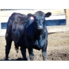 Image 6 : PSV Farms Ltd. - 890# July Delivery Heifers - 70 Head (Enchant, AB)