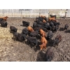 Image 3 : Antelope Butte Ranch - 805# May Delivery Steers - 76 Head (Lundbreck, AB) VBP+