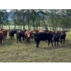 Image 2 : Pine River Cattle Co. - 860# September Delivery Grass Heifers - 72 Head (Lone Prairie, BC)