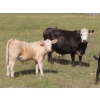 Image 5 : Bar T Livestock - 535# October Delivery Steer Calves - 115 Head (Earl Grey, SK)