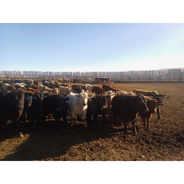 Lowe Ranches - 627# January Weaned Steers - 151 Head (Nanton, AB)