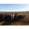 Image 1 : Lowe Ranches - 627# January Weaned Steers - 151 Head (Nanton, AB)