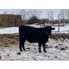 Image 6 : Ed Curry Ranching Ltd. - 725# March/April Delivery Steers - 170 Head (Big Stone, AB)
