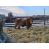 Image 1 : Prairie Haze Farms (Jake & Henriet Rozendaal) - 2 Black Cows (Pen 435)