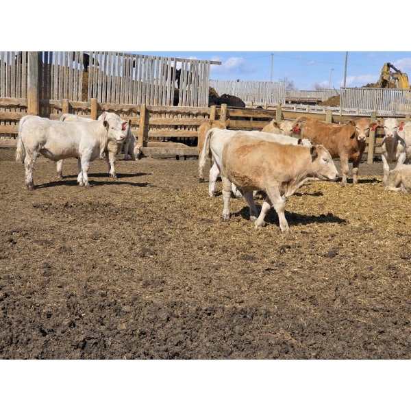 SVM Farms - 630# May Delivery Steers - 67 Head (Vauxhall, AB)