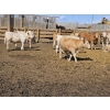 Image 1 : SVM Farms - 630# May Delivery Steers - 67 Head (Vauxhall, AB)
