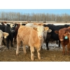 Image 7 : Layne & Brooke Magnuson - 825# January Delivery Steers - 148 Head (Warburg, AB)