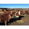Image 4 : Bill Orlick - 900# February Delivery Steers - 70 Head (Calmar, AB)