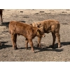 Image 9 : Bar 33 Ranch - 600# October Delivery Heifer Calves - 105 Head (Strathmore, AB)
