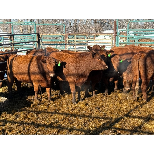 Daniel & Kim Doerksen - 10 Second Calvers (Pen 134)