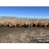 Image 2 : Williamson Farms - 870# Feb/March Delivery Steers - 117 Head (Lomond, AB)