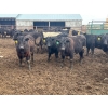 Image 3 : Wade Fewings - 850# April Delivery Steers - 70 Head (Pierson, MB) VBP+