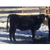 Image 9 : Rock Creek Cattle Co. Ltd. - 530# December Delivery Weaned Heifers - 38 Head (Nanton, AB) VBP+