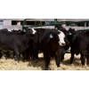 Image 3 : Pozko Cattle Company Ltd. - 600# October Delivery Heifer Calves - 6 Head (Creston, BC)