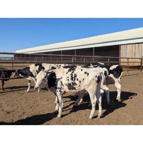 Wavy Lake Farming Co. - 630# Holstein Steers - 8 Head (Stettler, AB)