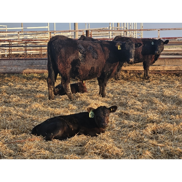Jake Giesbrecht - 5 Black Heifer Pairs
