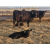 Image 1 : Jake Giesbrecht - 5 Black Heifer Pairs