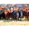 Image 5 : Dog River Ranch - 730# March/April Delivery Heifers - 43 Head (Corning, SK)