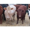 Image 4 : Ranahan Ranch - 975# February Delivery Open Heifers - 38 Head (Wapella, SK)
