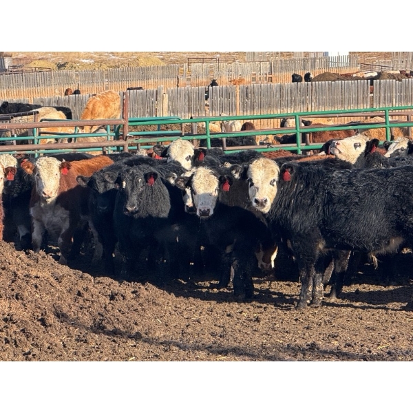 Midpoint Farms - 1025# August Delivery Grass Steers - 120 Head (Drayton Valley, AB)