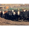 Image 1 : Midpoint Farms - 1025# August Delivery Grass Steers - 120 Head (Drayton Valley, AB)